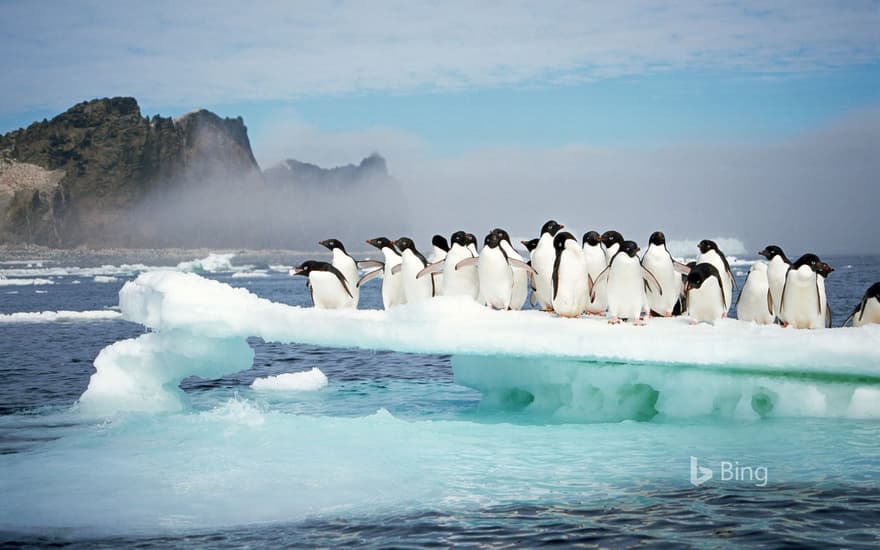 Adélie penguins at Possession Island, Antarctica