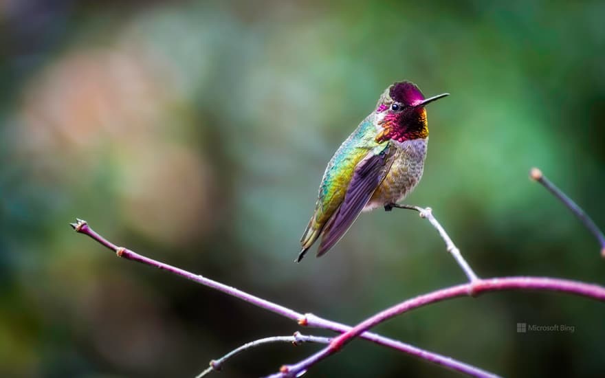 Anna's hummingbird