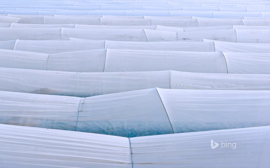 White asparagus cultivation in Abensberg, Germany