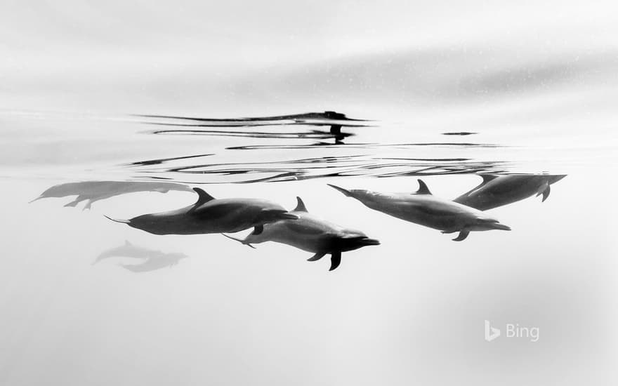 Pantropical spotted dolphins off the coast of Ixtapa, Mexico