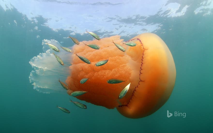 A barrel jellyfish and Atlantic horse mackerel at Kimmeridge Bay, Isle of Purbeck, Dorset