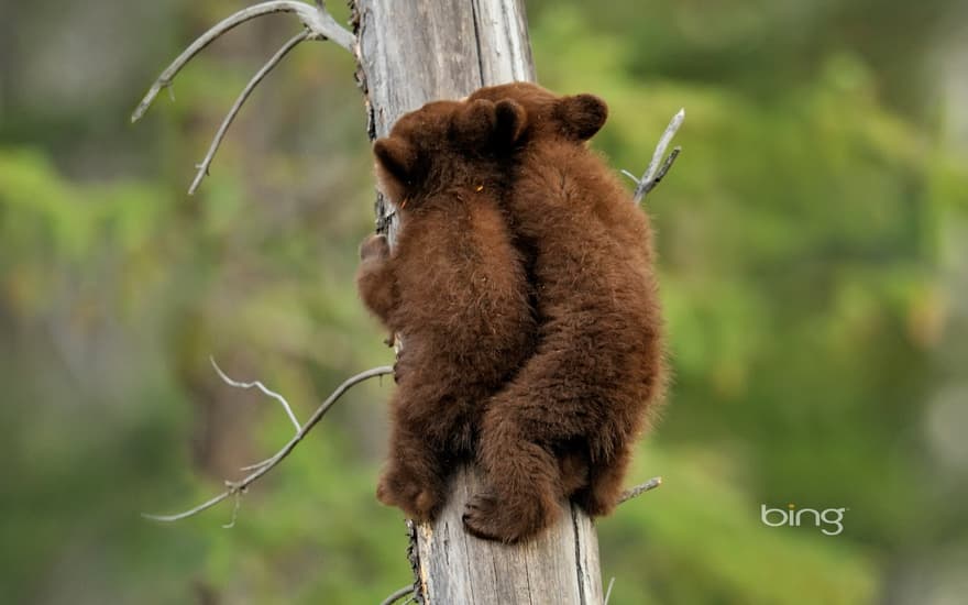 American black bear cubs in Jasper National Park, Alberta, Canada