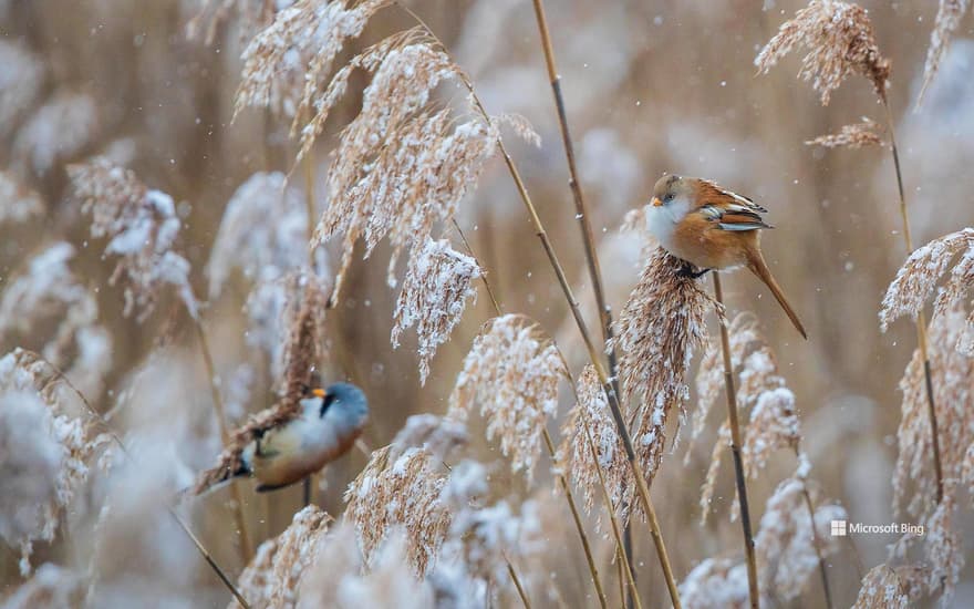 Bearded Tits (Panurus biarmicus) males and females foraging in snow-covered reeds, Baden-Wuerttemberg