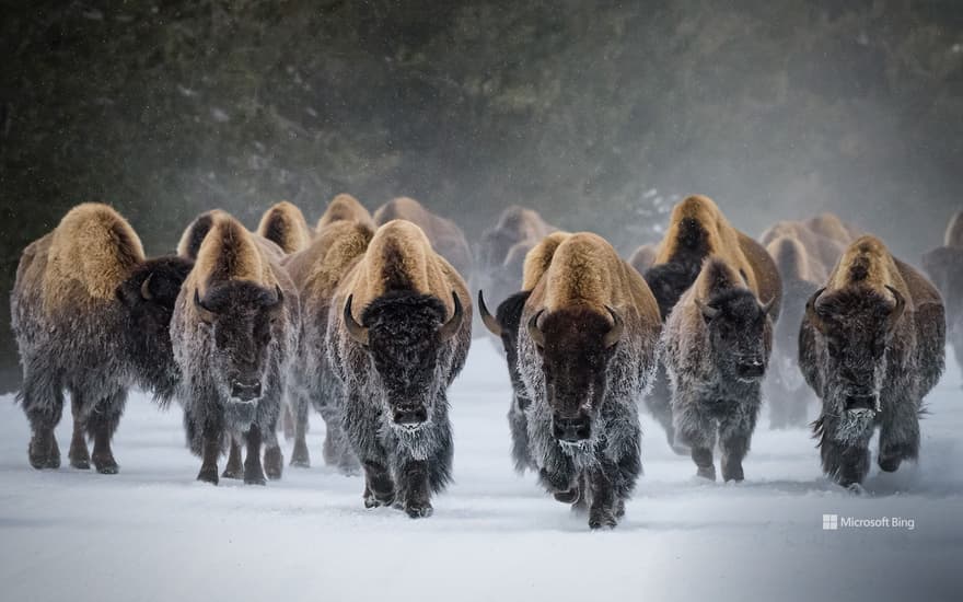 American bison, Yellowstone National Park, Wyoming