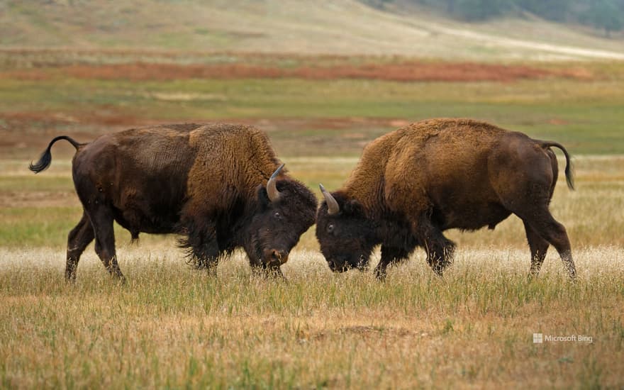 Bison in Wind Cave National Park, South Dakota