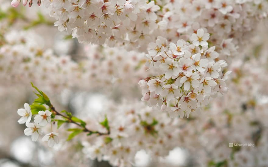 Cherry blossoms in Queen Elizabeth Park in Vancouver, B.C.