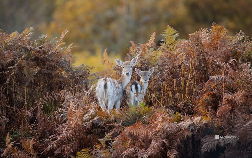 Fallow deer in Bradgate Park, Leicestershire, England