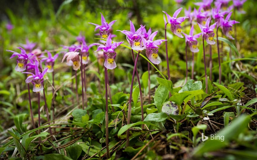 Calypso orchids, Banff National Park, Alberta, Canada