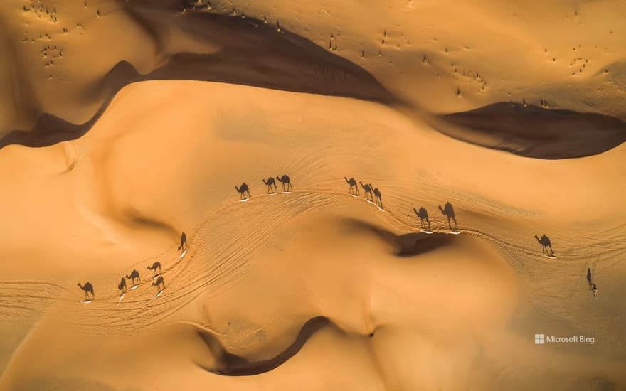 Camels in the desert, United Arab Emirates