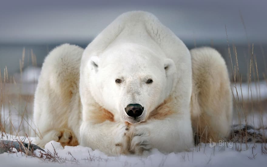 A polar bear near Churchill, Manitoba, Canada