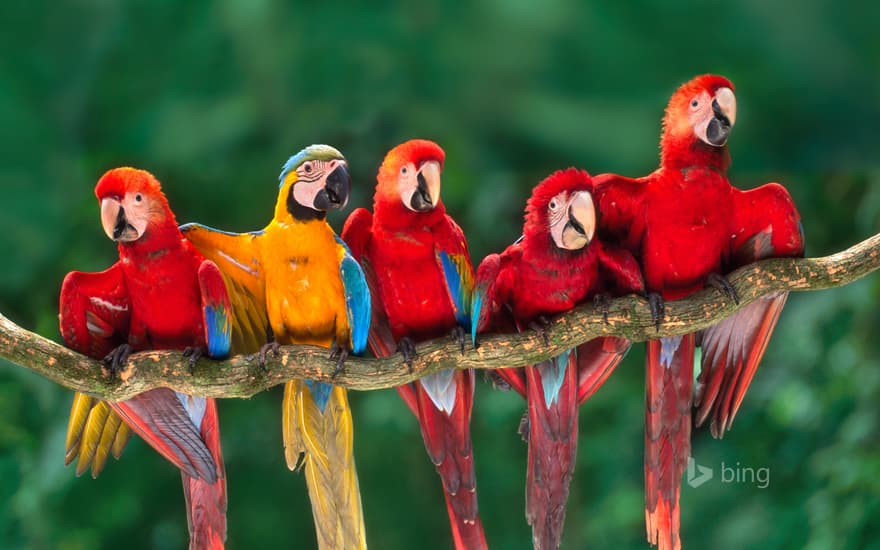 Macaws, Tambopata National Reserve, Peru