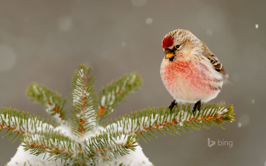 Common redpoll in Greater Sudbury, Ontario, Canada