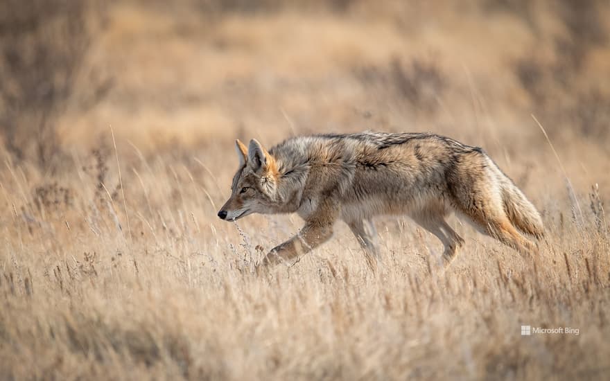 A coyote in Banff, Alberta, Canada