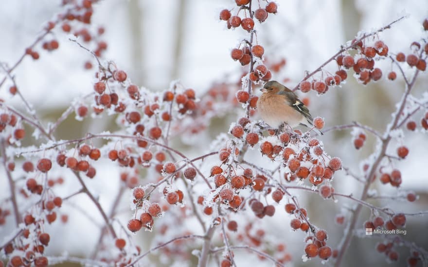 Male chaffinch perched on a crab apple tree in winter