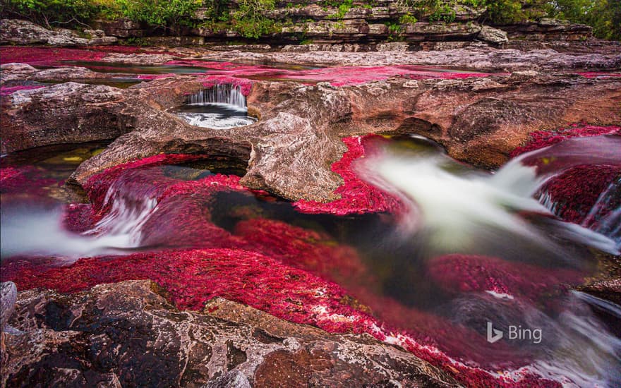 Caño Cristales river in the Serranía de la Macarena region of Colombia