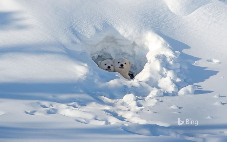 Polar bear cubs looking out of their den in Wapusk National Park in Manitoba, Canada