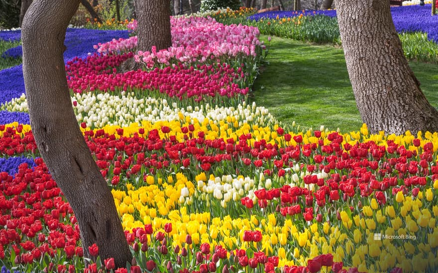 Tulips at Emirgan Park in Istanbul, Türkiye