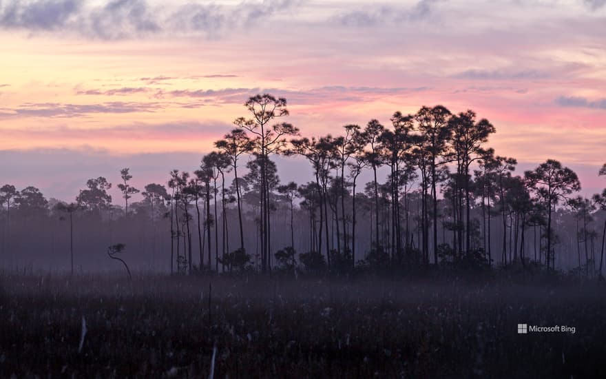 A stand of slash pines and sawgrass prairie, Everglades National Park, Florida, USA