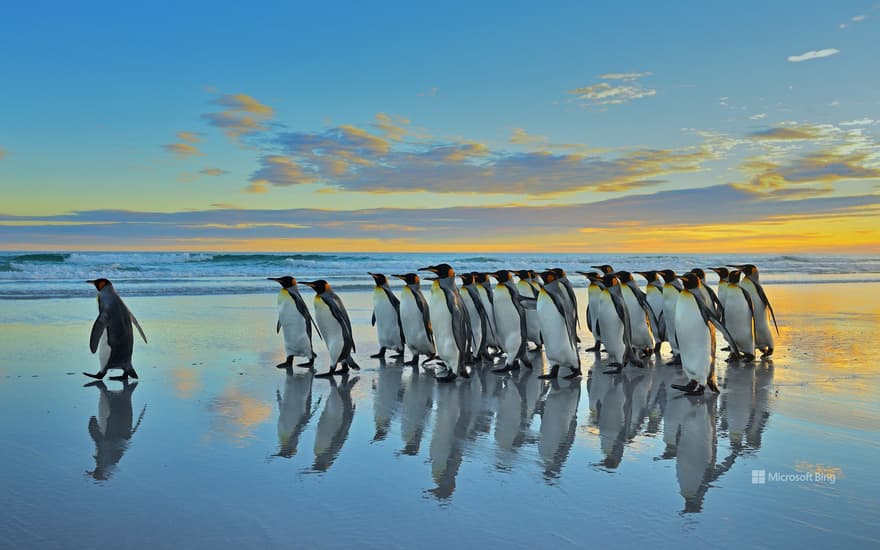 King penguins in the Falkland Islands