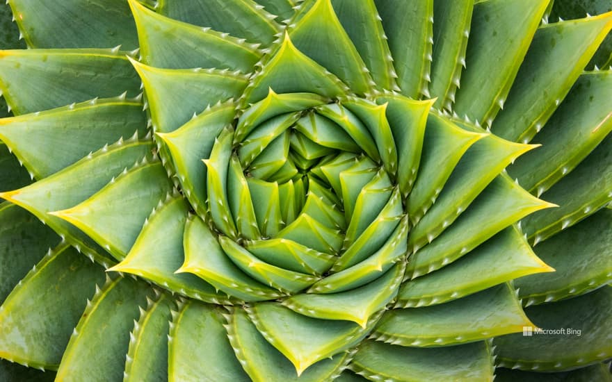 Spiral aloe, Kangaroo Island, Australia