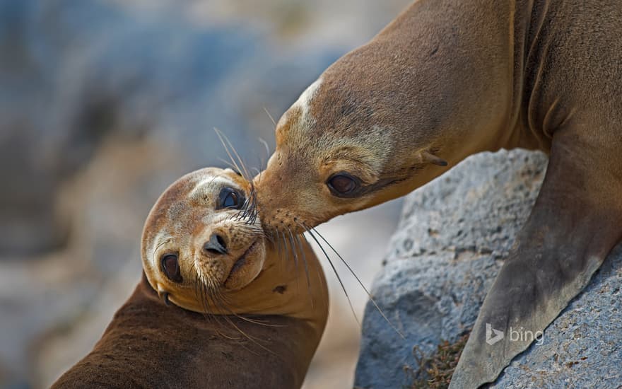 Galápagos sea lion mother and pup on Floreana Island, Ecuador