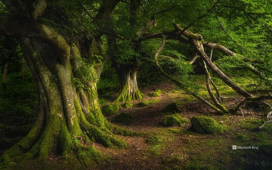 Ancient beech tree, Glenariff Forest Park, County Antrim, Northern Ireland