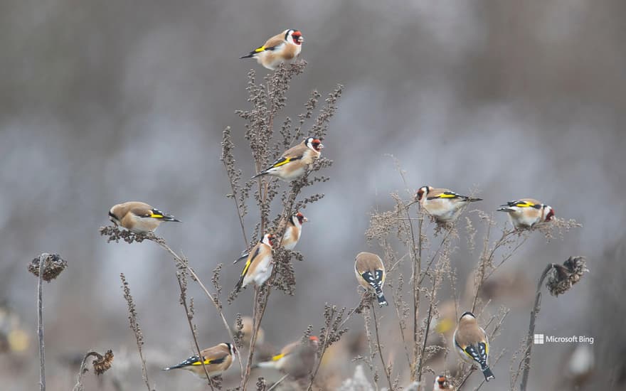 Goldfinch (Carduelis carduelis) foraging in a sunflower field, Germany