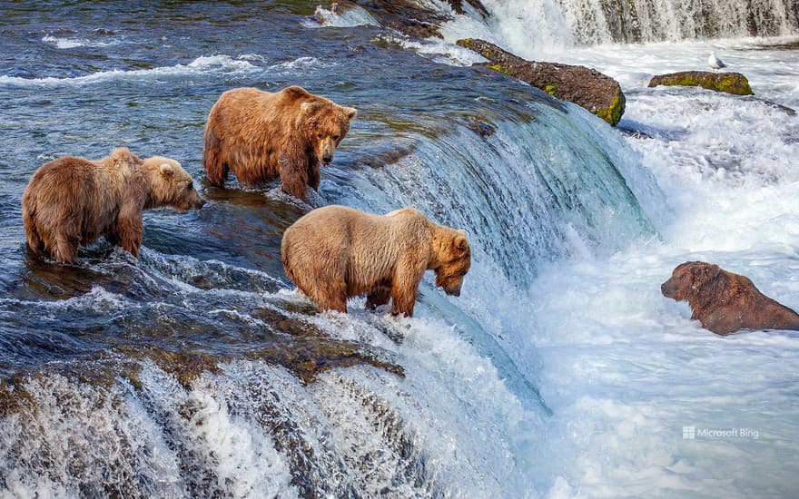 Grizzly bears fishing for salmon at Brooks Falls, Katmai National Park, Alaska, USA