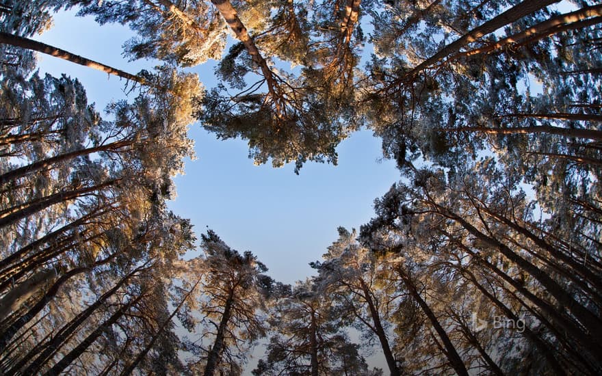 A heart-shaped opening in a canopy of Scots pines to celebrate National Tree Week