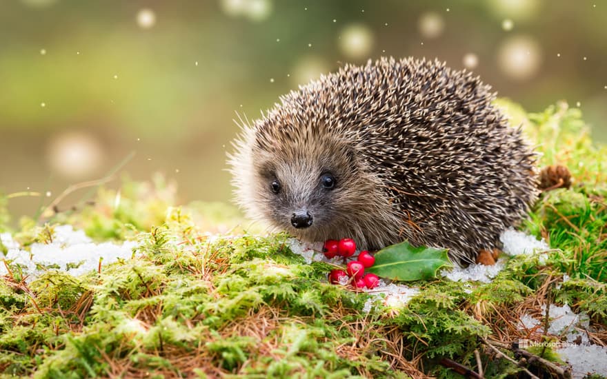 Hedgehog in snowy winter weather, sat on green moss