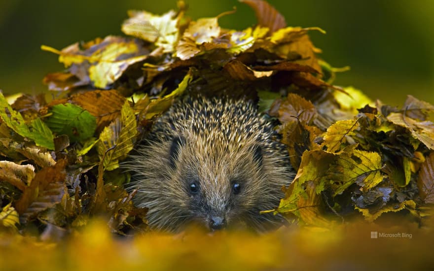 Hedgehog (Erinaceus europaeus) sheltering in a pile of fallen leaves, Sussex