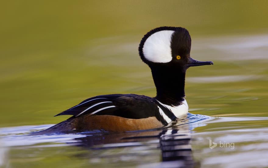 Male hooded merganser in Beaufort, South Carolina