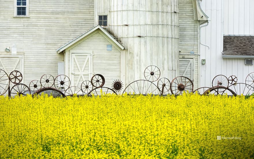 Old barn and canola field, Palouse region, Idaho, USA