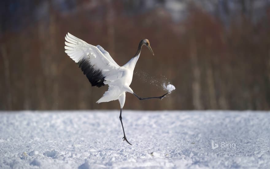 Japanese crane in Hokkaido, Japan