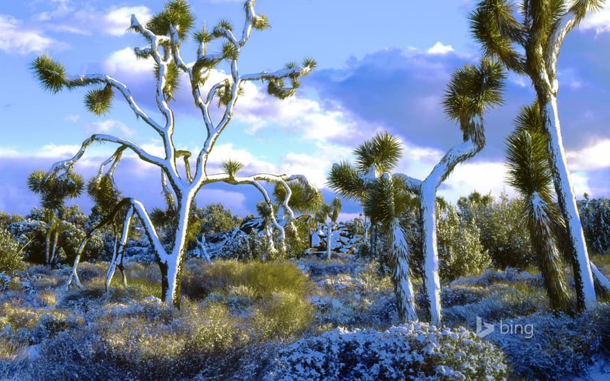 Snow-covered Joshua trees, Joshua Tree National Park, California, USA