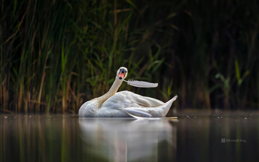 Mute swan in Valkenhorst Nature Reserve, near Valkenswaard, the Netherlands