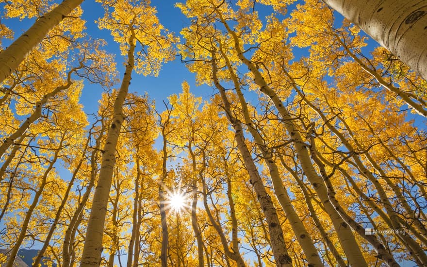 The aspen canopy along the Last Dollar Road near Telluride, Colorado