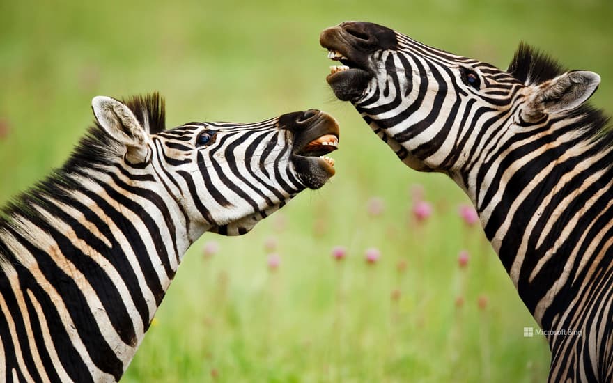 Burchell's zebras, Rietvlei Nature Reserve, South Africa