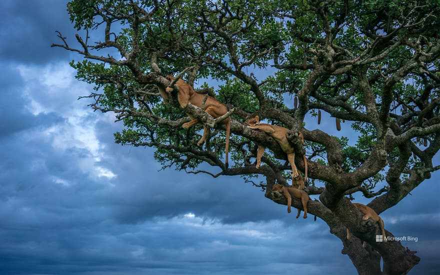 Lionesses sleeping, Serengeti National Park, Tanzania