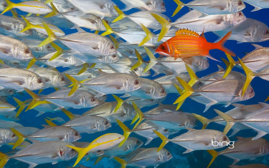 Longjaw squirrelfish swims against school of horse-eye jacks, Lighthouse Reef, Belize