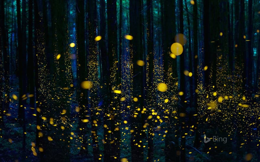 Fireflies illuminate a forest in Shikoku, Japan