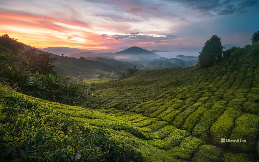 Cameron Highlands tea plantation, Malaysia