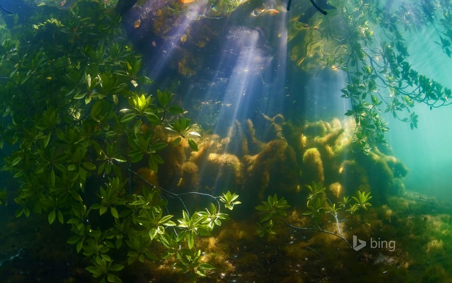 A mangrove forest near Palau