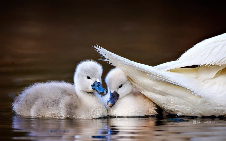 Mute swan chicks, Massapequa Preserve, Long Island, New York, USA