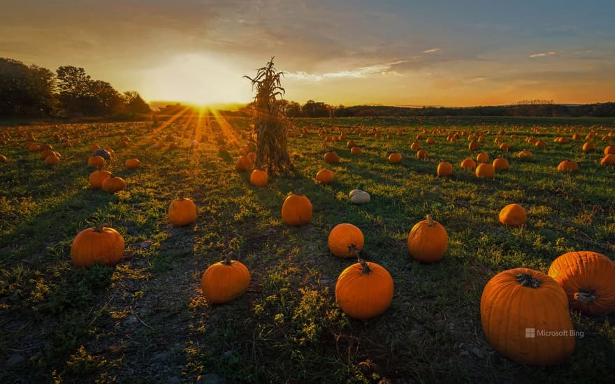 A pumpkin patch in Newton, Massachusetts, USA