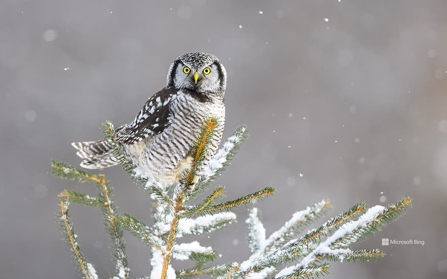 Northern hawk-owl, Canada