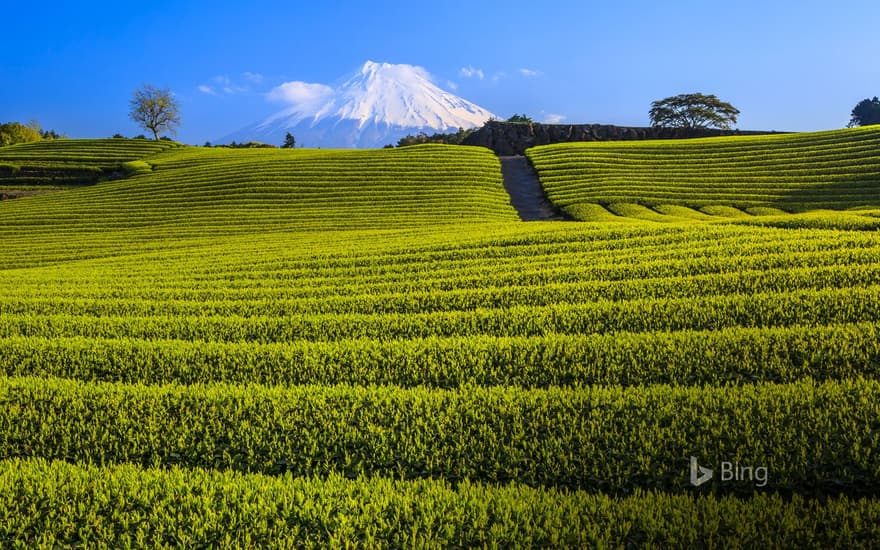 Japanese green tea plantation and Mt. Fuji, Shizuoka, Japan