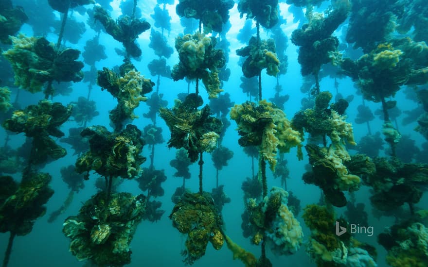 Oyster farm offshore from Notojima Island, Ishikawa prefecture, Japan