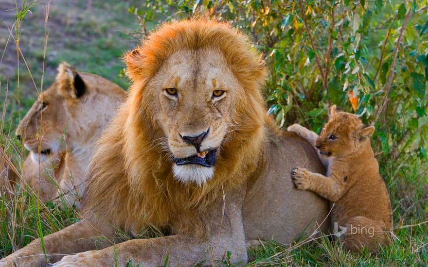 African lion cub playing with adult male, Masai Mara National Reserve, Kenya