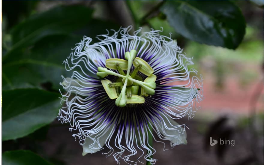 Passion flower